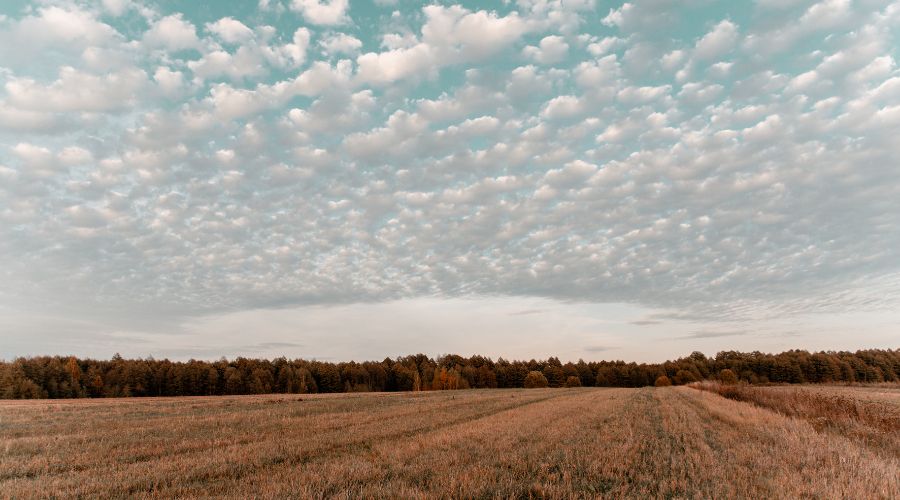 ที่ดินหลุดขายฝาก หญ้า ต้นไม้ ท้องฟ้า